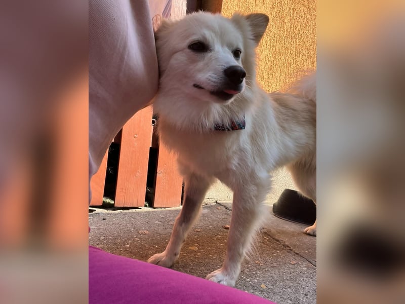 Nala, sehr liebe und soziale Spitzdame, geb. 03/2024