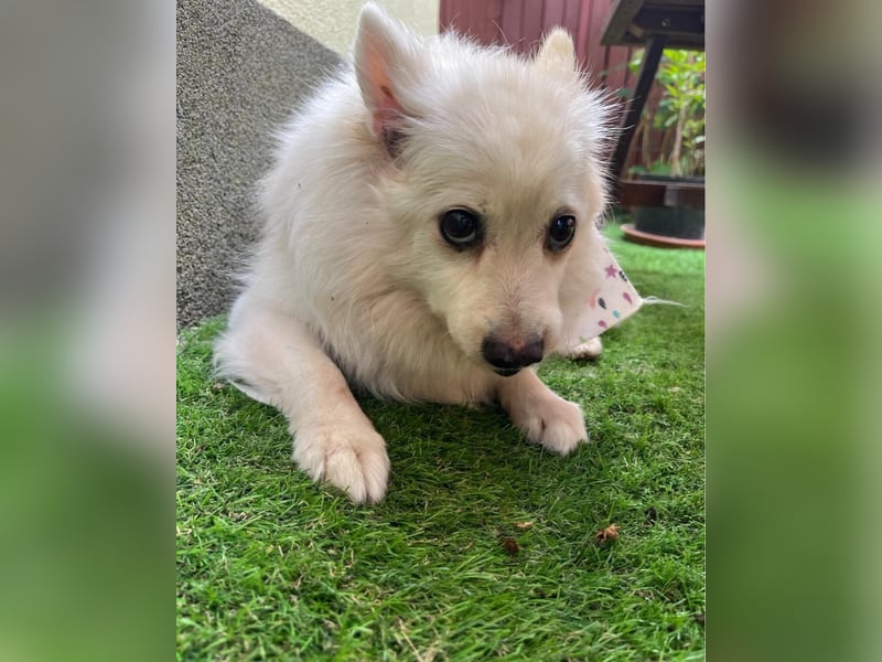 Rosie SR, super süß und freundlich Rosie SR, super süß und freundlich