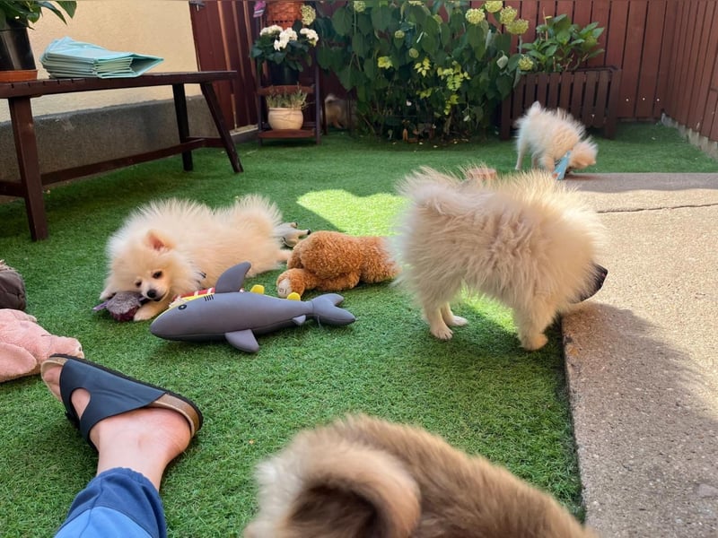 Teddy-Elmo SR – Quirliger Welpenwirbelwind mit Kuschelpotenzial