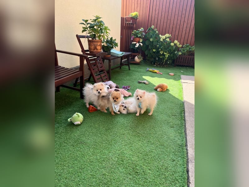 Teddy-Elmo SR – Quirliger Welpenwirbelwind mit Kuschelpotenzial