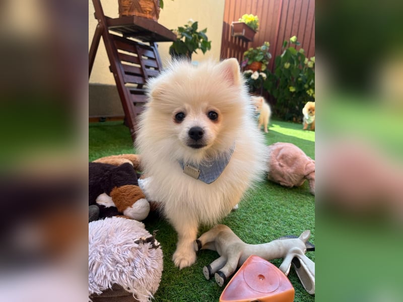 Teddy-Elmo SR – Quirliger Welpenwirbelwind mit Kuschelpotenzial