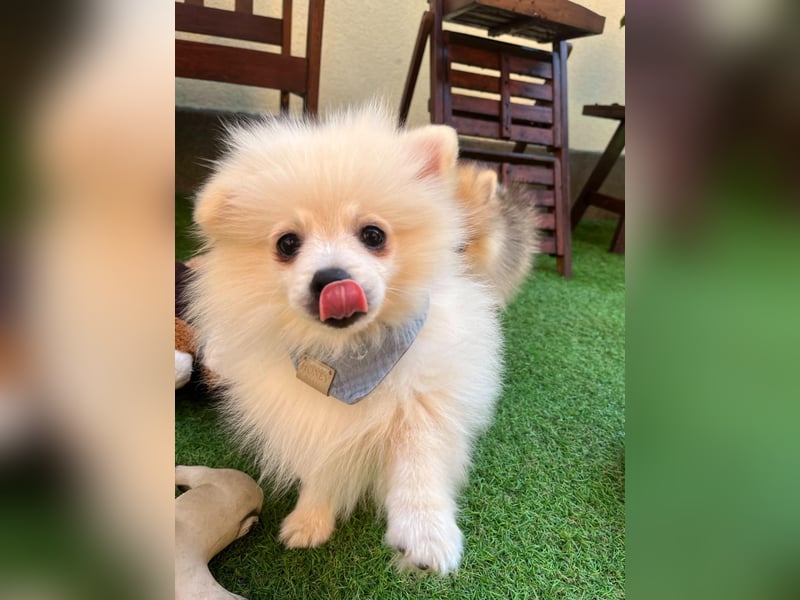 Teddy-Elmo SR – Quirliger Welpenwirbelwind mit Kuschelpotenzial