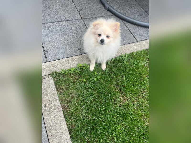 Teddy-Elmo SR – Quirliger Welpenwirbelwind mit Kuschelpotenzial