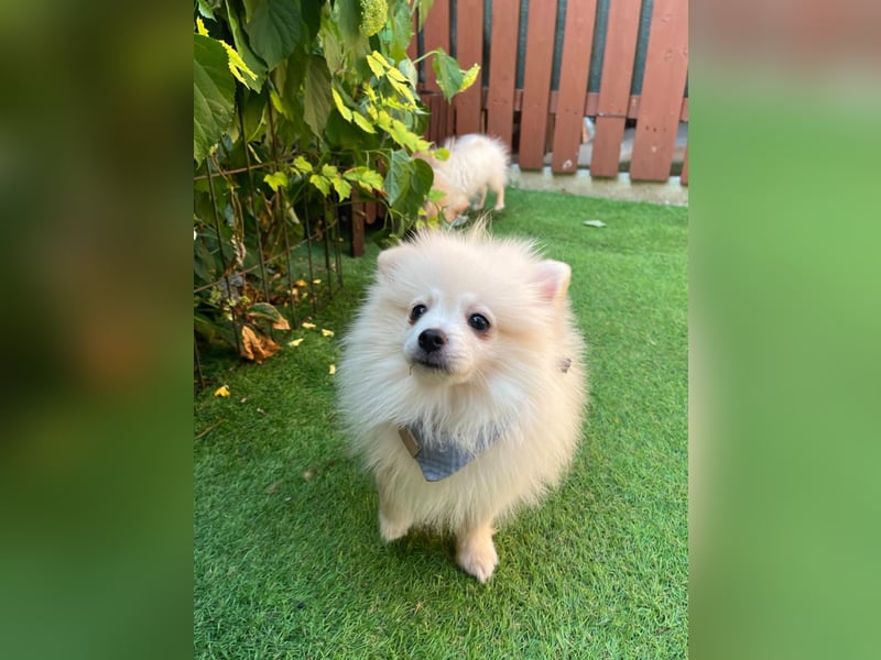 Teddy-Elmo SR – Quirliger Welpenwirbelwind mit Kuschelpotenzial