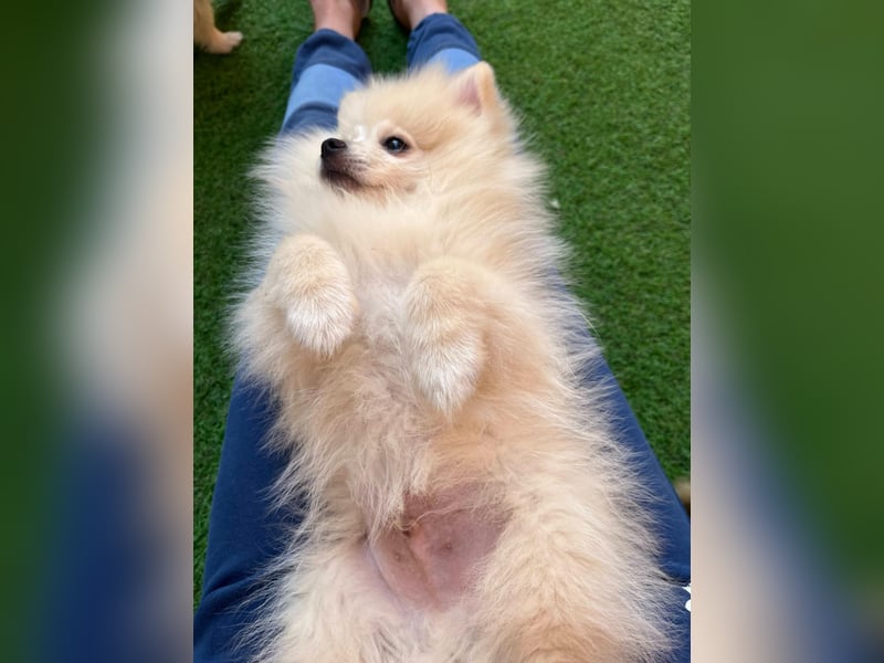 Teddy-Elmo SR – Quirliger Welpenwirbelwind mit Kuschelpotenzial