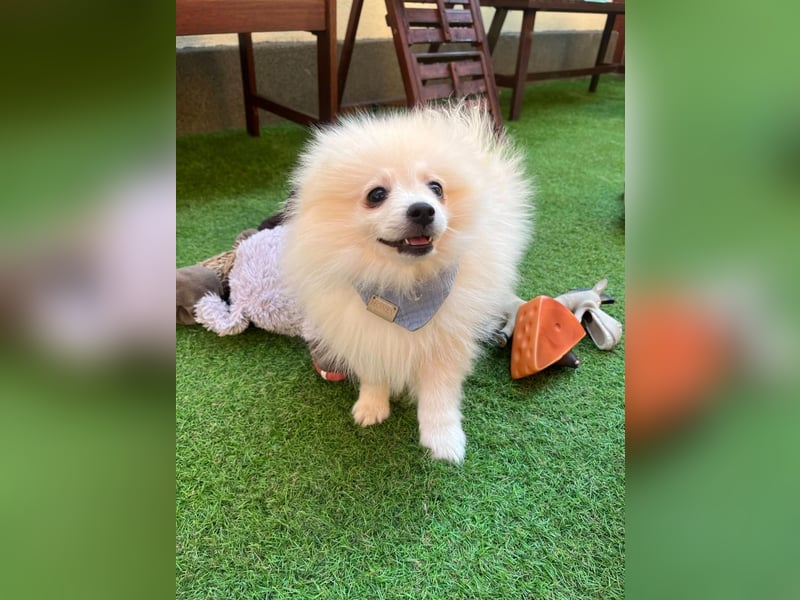 Teddy-Elmo SR – Quirliger Welpenwirbelwind mit Kuschelpotenzial