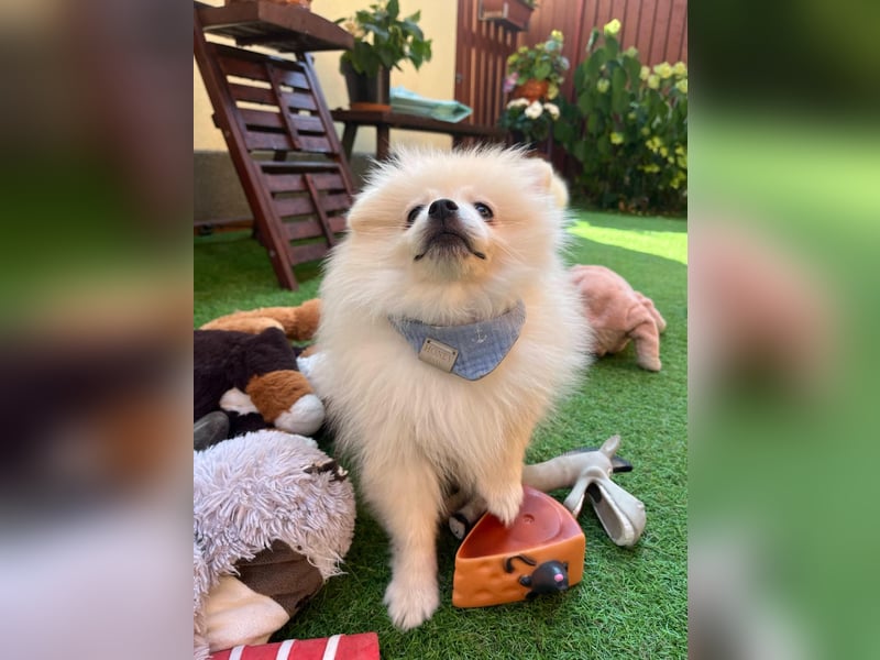 Teddy-Elmo SR – Quirliger Welpenwirbelwind mit Kuschelpotenzial