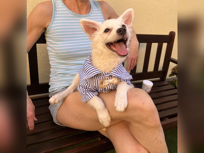 Eszkimo-SR- Kleiner Diamant auf vier Pfoten sucht seine Familie