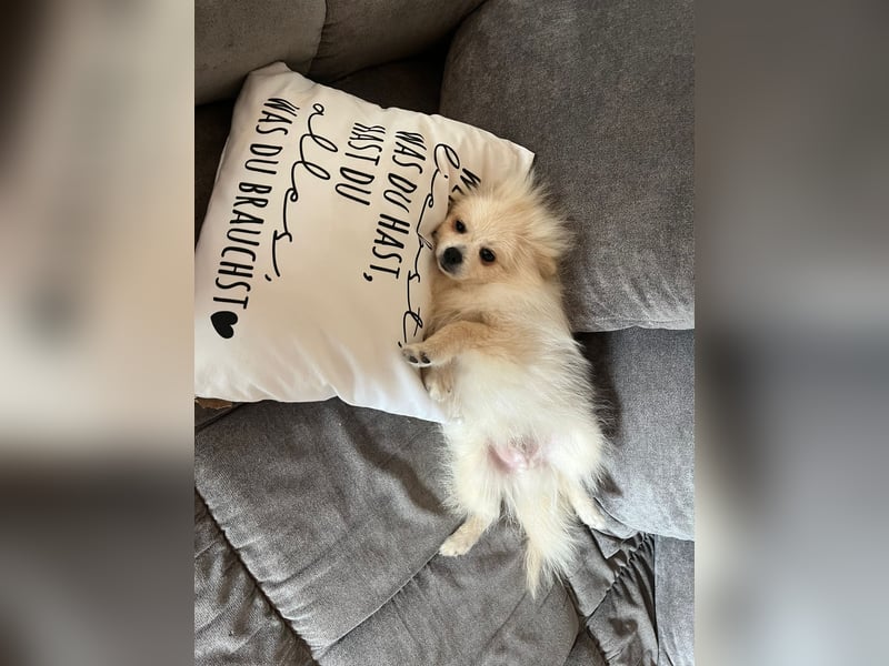 Teddy-Elmo SR – Quirliger Welpenwirbelwind mit Kuschelpotenzial