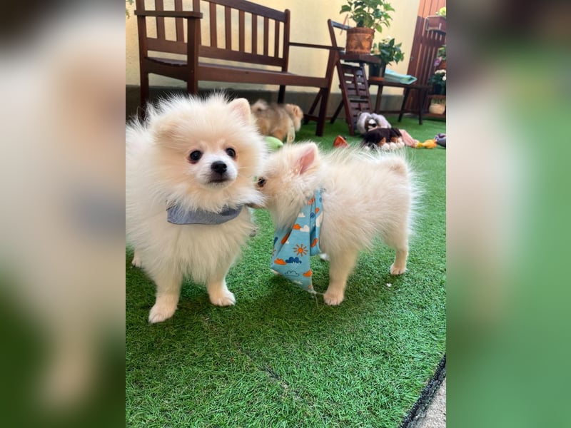 Teddy-Elmo SR – Quirliger Welpenwirbelwind mit Kuschelpotenzial