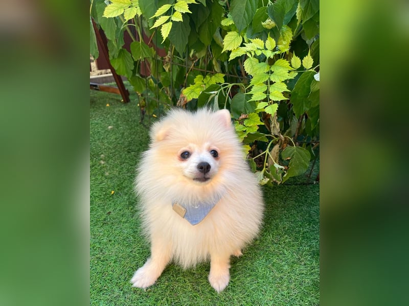 Teddy-Elmo SR – Quirliger Welpenwirbelwind mit Kuschelpotenzial