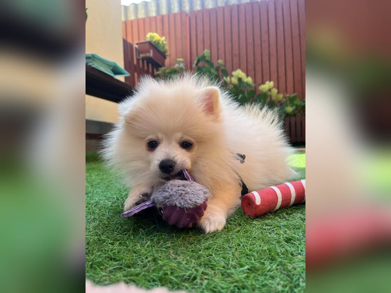 Teddy-Elmo SR – Quirliger Welpenwirbelwind mit Kuschelpotenzial