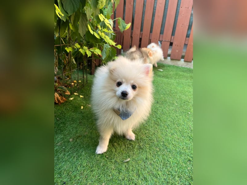 Teddy-Elmo SR – Quirliger Welpenwirbelwind mit Kuschelpotenzial