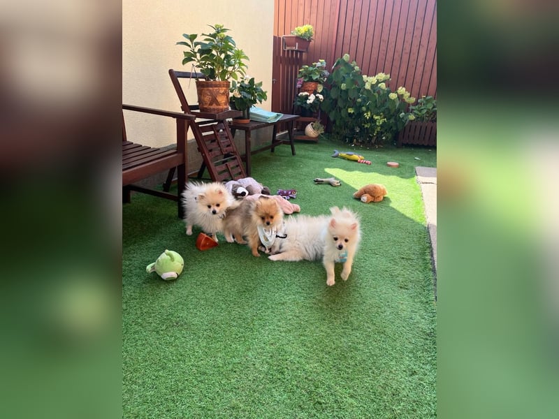 Teddy-Elmo SR – Quirliger Welpenwirbelwind mit Kuschelpotenzial