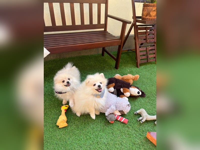 Teddy-Elmo SR – Quirliger Welpenwirbelwind mit Kuschelpotenzial