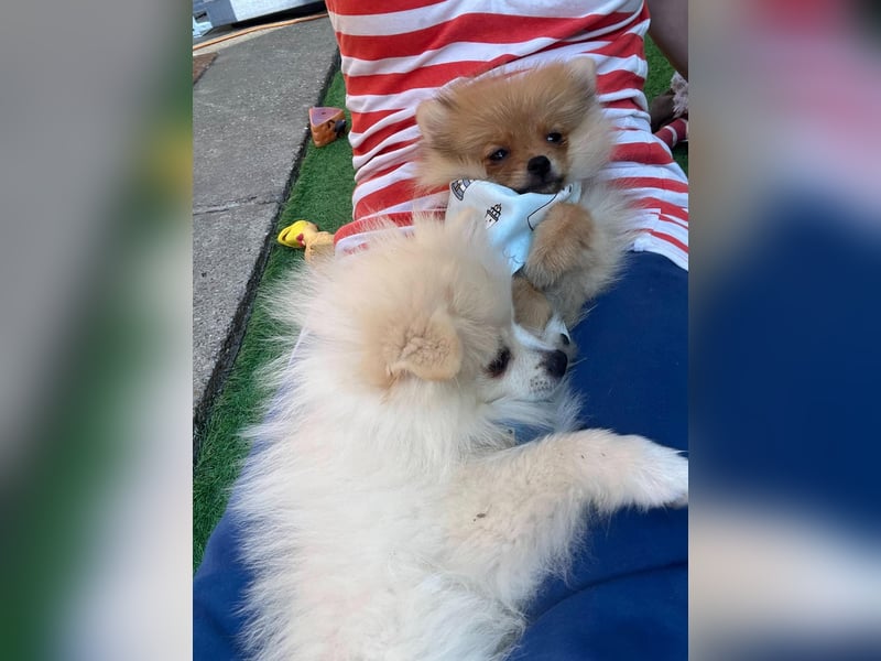 Teddy-Elmo SR – Quirliger Welpenwirbelwind mit Kuschelpotenzial