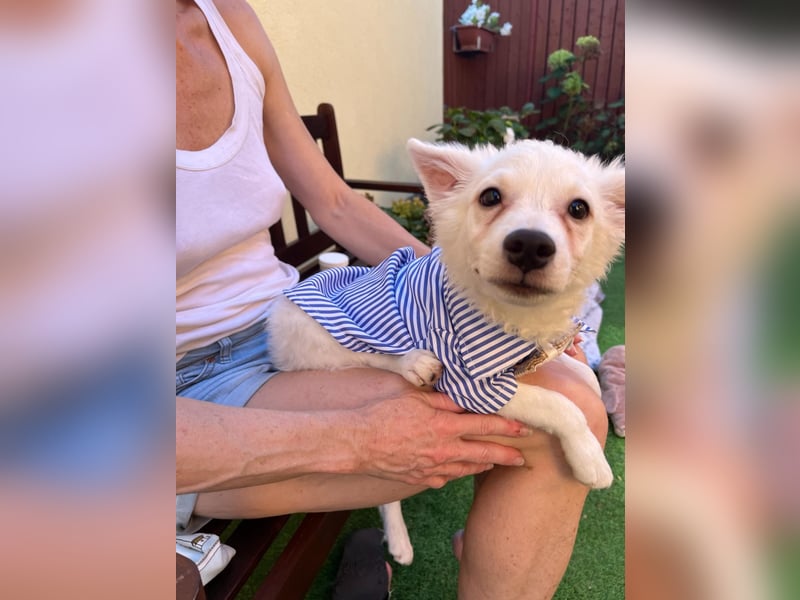 Eszkimo-SR- Kleiner Diamant auf vier Pfoten sucht seine Familie