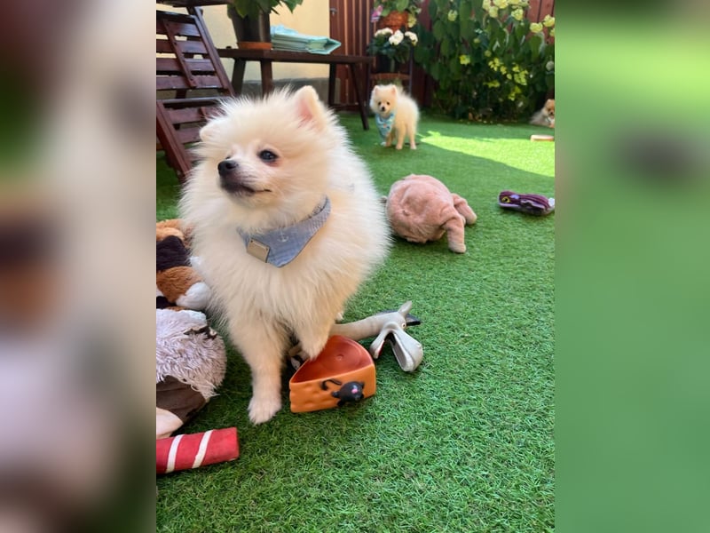 Teddy-Elmo SR – Quirliger Welpenwirbelwind mit Kuschelpotenzial