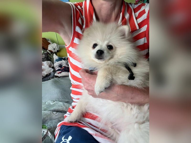 Teddy-Elmo SR – Quirliger Welpenwirbelwind mit Kuschelpotenzial