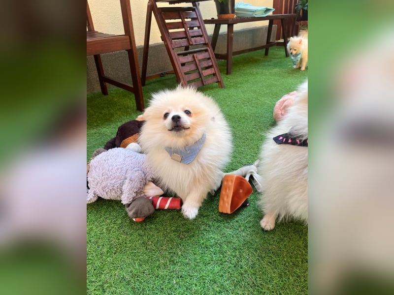 Teddy-Elmo SR – Quirliger Welpenwirbelwind mit Kuschelpotenzial