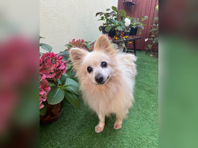 Lucky SR, freundlich, ruhig, entspannt