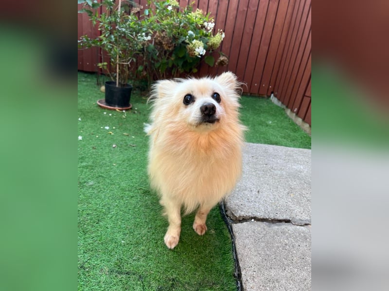 Lucky SR, freundlich, ruhig, entspannt