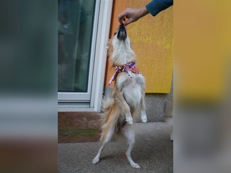 Foxy-SR, Sonnenanbeterin sucht Zuhause!