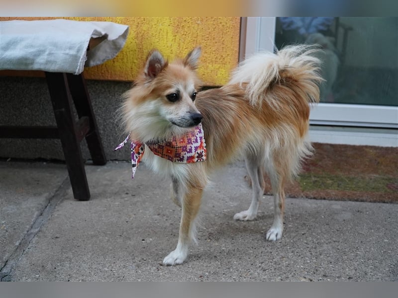 Foxy-SR, Sonnenanbeterin sucht Zuhause!