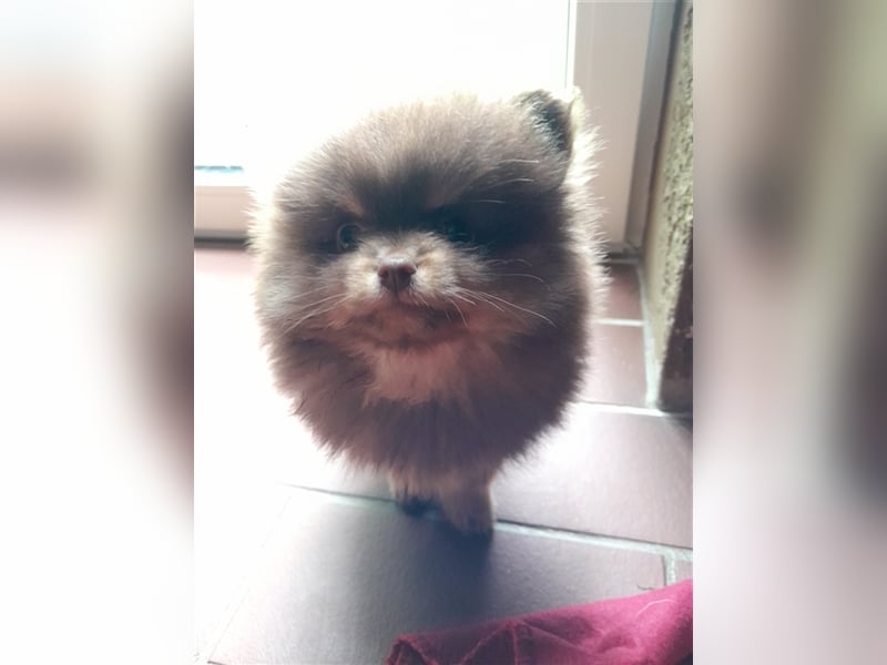 Kleinspitz Pomeranian Hybrid