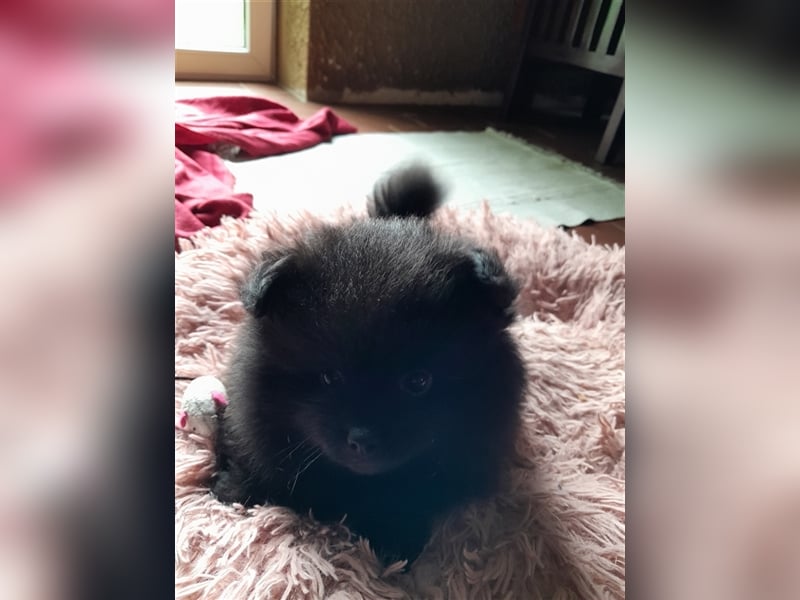 Kleinspitz Pomeranian Hybrid