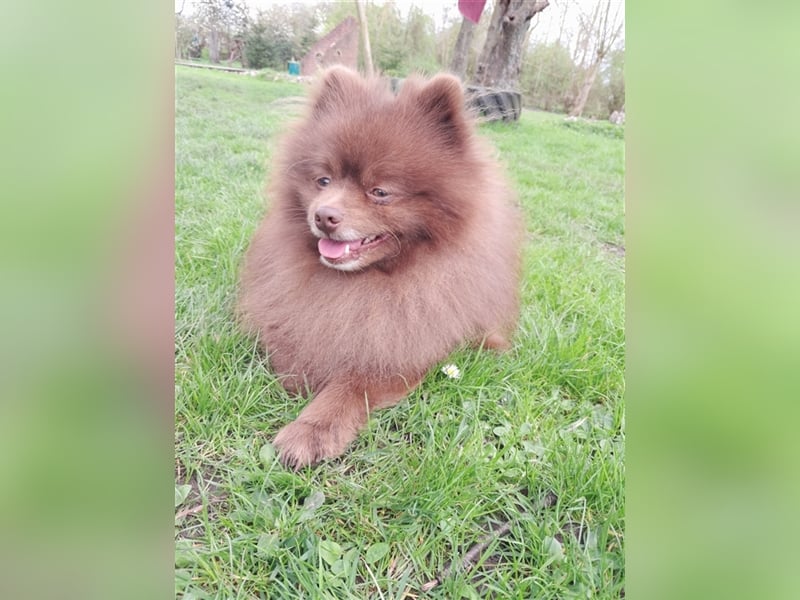 Kleinspitz Pomeranian Hybrid