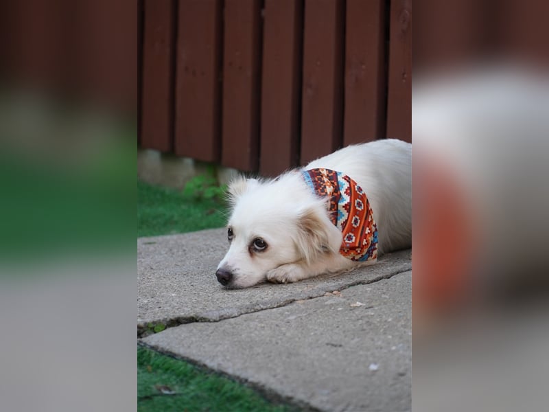 Rosie-SR, ängstliche Hündin sucht Hundeerfahrene Menschen