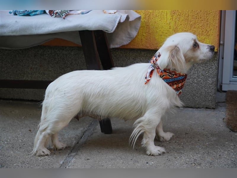 Rosie-SR, ängstliche Hündin sucht Hundeerfahrene Menschen