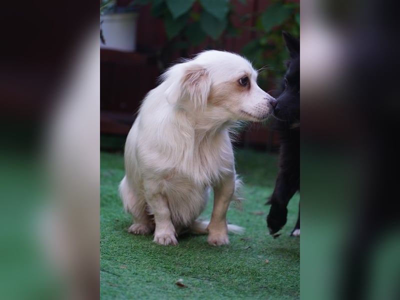 Rosie-SR, ängstliche Hündin sucht Hundeerfahrene Menschen