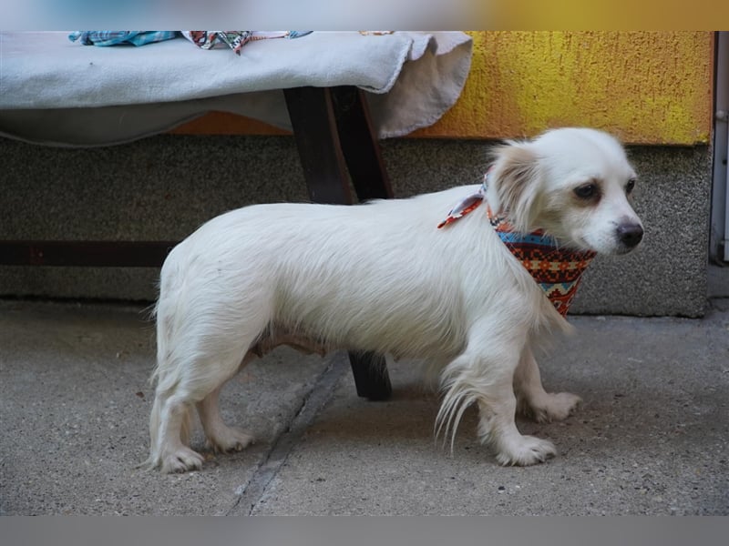 Rosie-SR, ängstliche Hündin sucht Hundeerfahrene Menschen