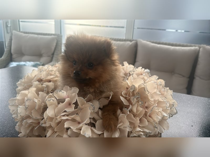 Pomeranian Boo Zwergspitz