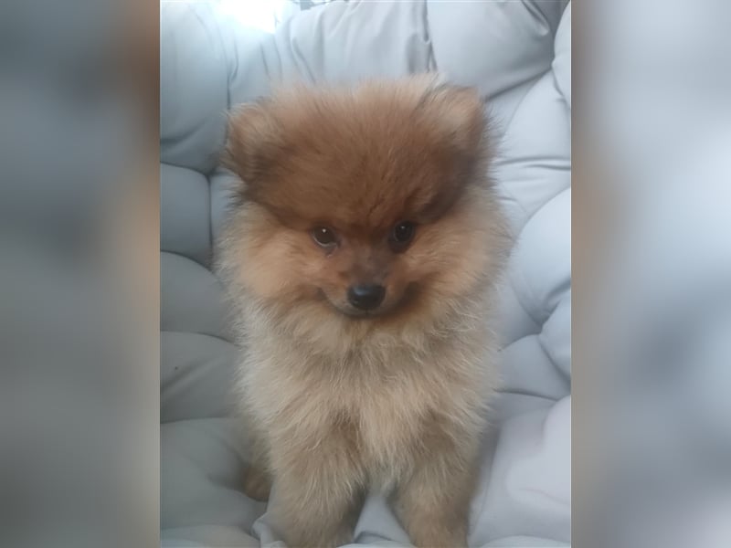 Pomeranian Boo Zwergspitz