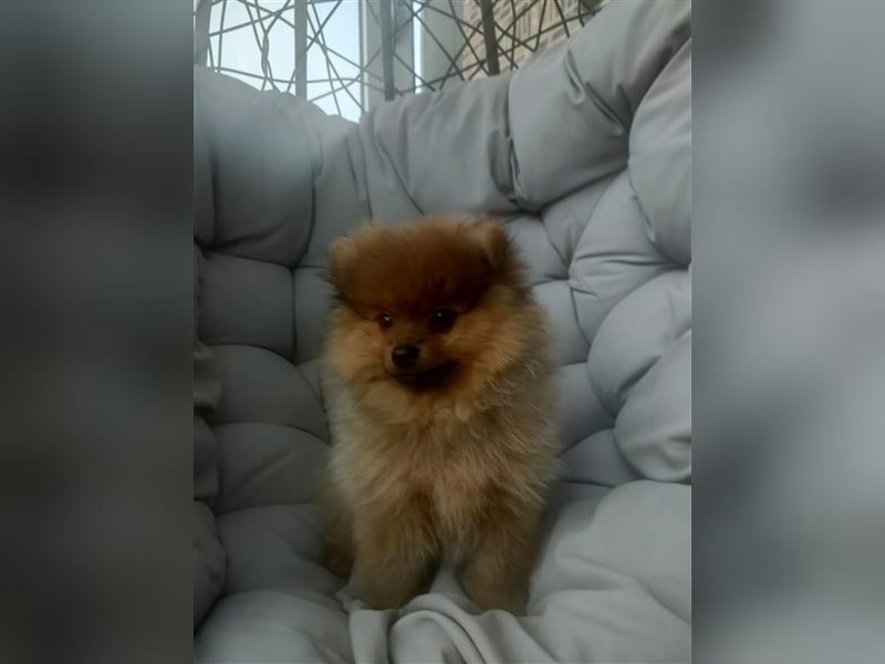 Pomeranian Boo Zwergspitz