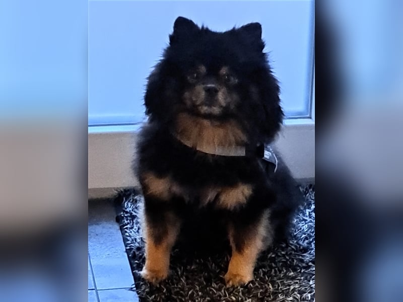 Pomeranian Boo Zwergspitz