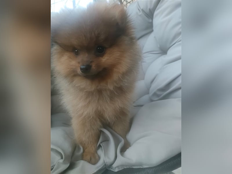 Pomeranian Boo Zwergspitz