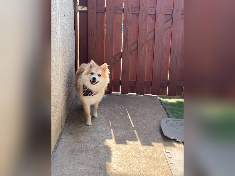 Wanda SR – Kleine Spitz-Prinzessin sucht liebevolles Zuhause