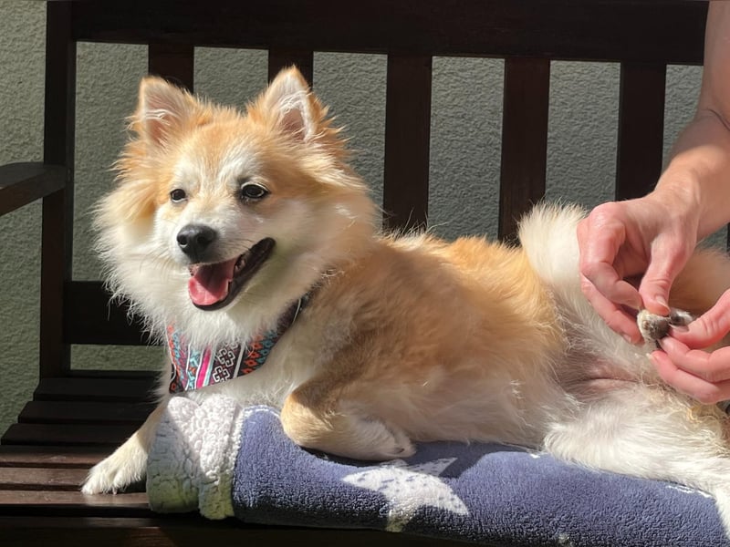 Wanda SR – Kleine Spitz-Prinzessin sucht liebevolles Zuhause