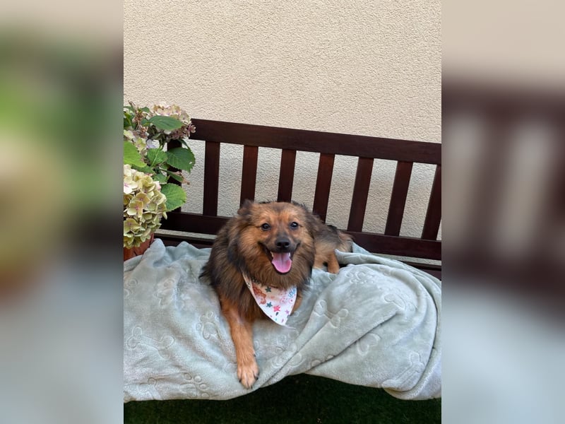 Lilo SR – Verspielte Spitzdame sucht liebevolles Zuhause