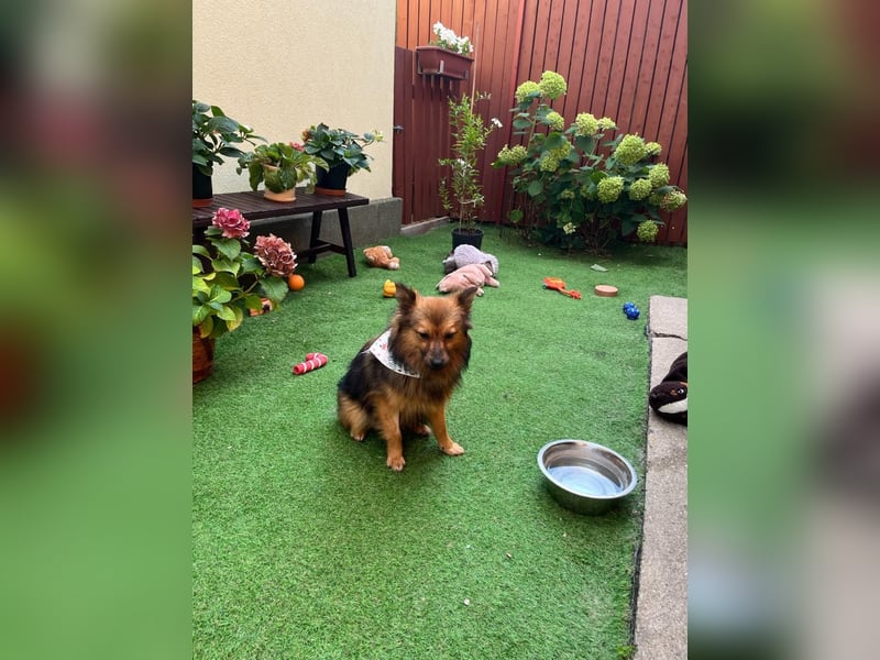 Lilo SR – Verspielte Spitzdame sucht liebevolles Zuhause