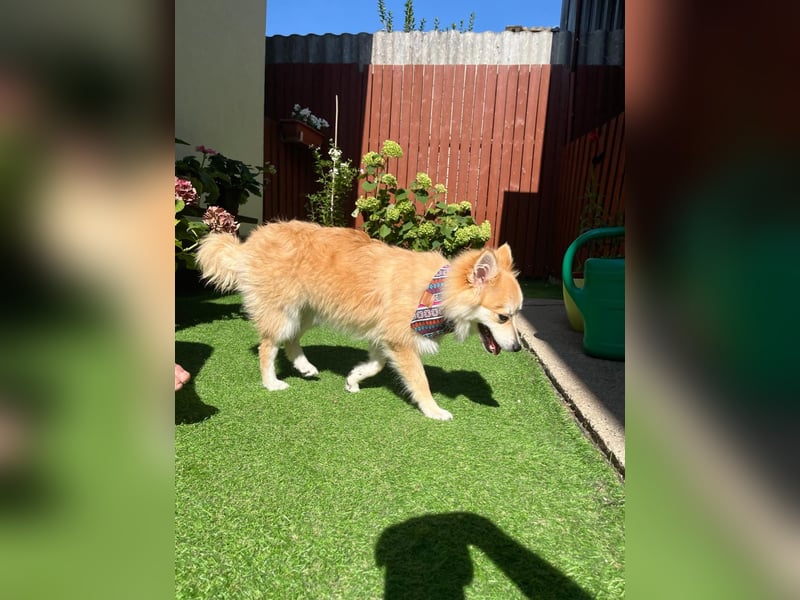 Wanda SR – Kleine Spitz-Prinzessin sucht liebevolles Zuhause