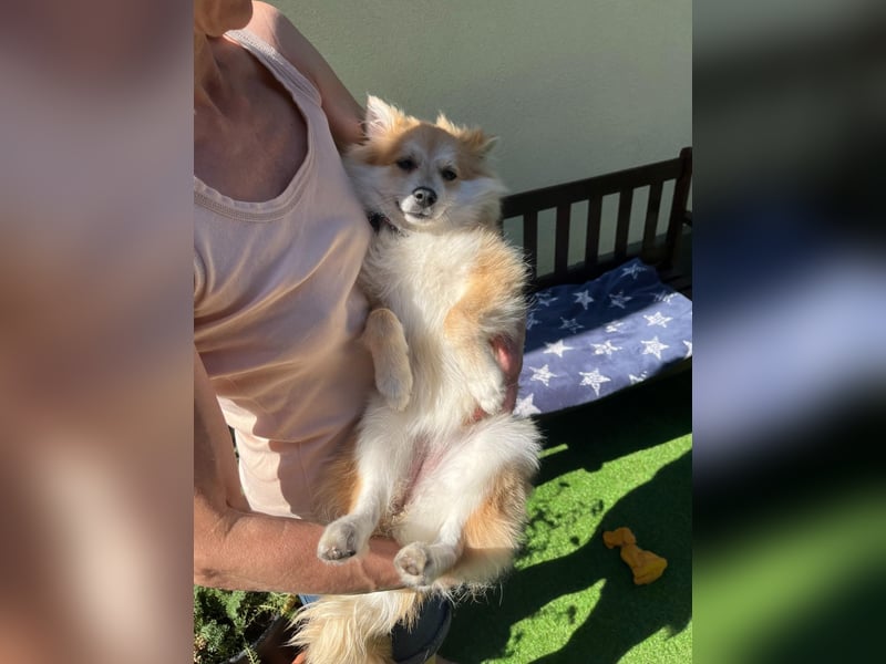 Wanda SR – Kleine Spitz-Prinzessin sucht liebevolles Zuhause