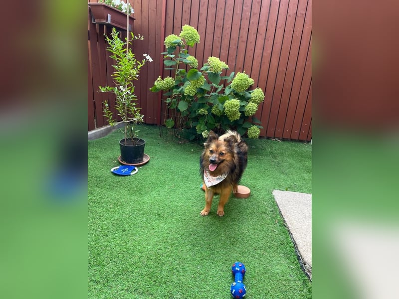 Lilo SR – Verspielte Spitzdame sucht liebevolles Zuhause