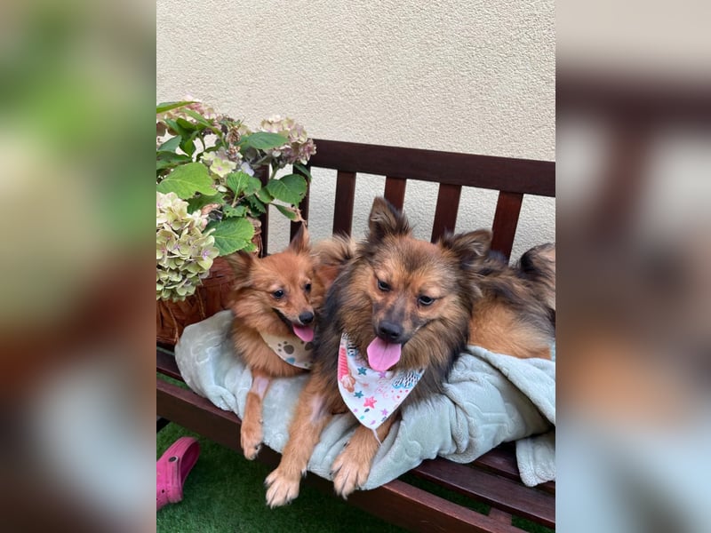 Lilo SR – Verspielte Spitzdame sucht liebevolles Zuhause