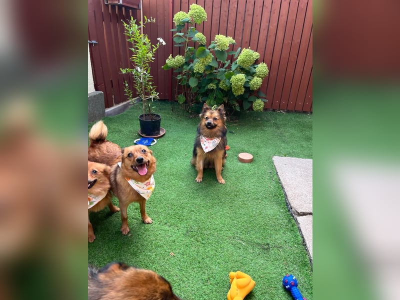 Lilo SR – Verspielte Spitzdame sucht liebevolles Zuhause