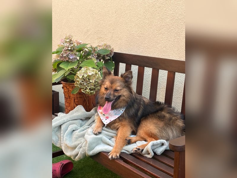 Lilo SR – Verspielte Spitzdame sucht liebevolles Zuhause